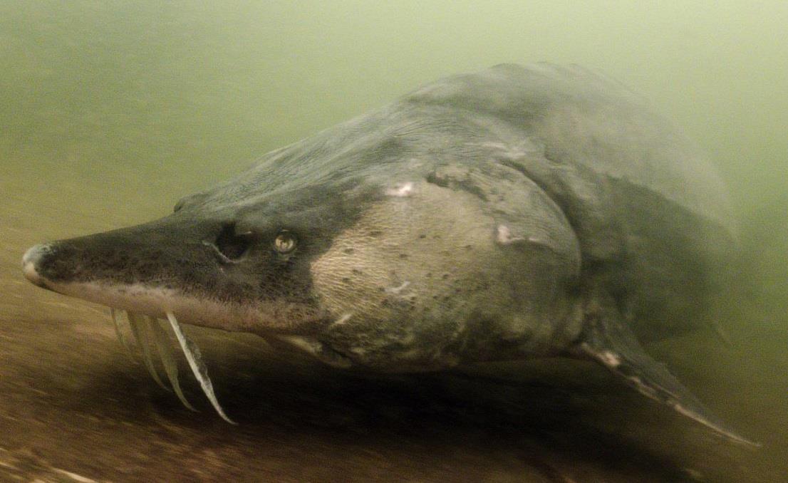 Morun de 200 de kg, capturat ilegal, salvat si eliberat de politistii din Delta Dunarii. Cat valoreaza un asemenea peste?